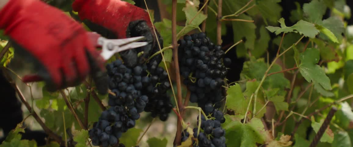 A hand in a red glove cuts a bunch of grapes from a vine
