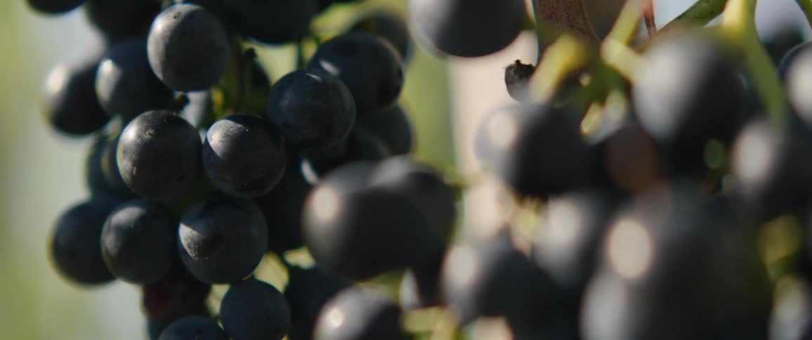 Some purple grape berries in a bunch full of them
