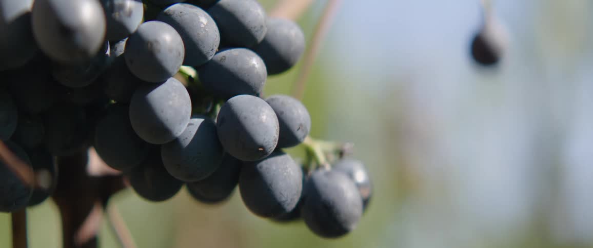 Several grapes in a bunch with green stem