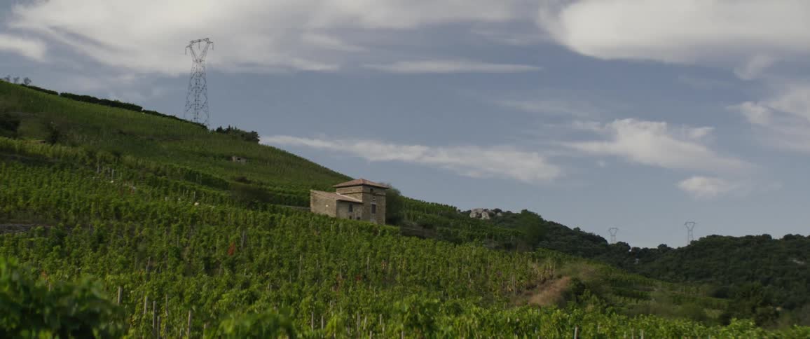 Small building sits on the slope of a vineyard containing a transmission tower on a cloudy day