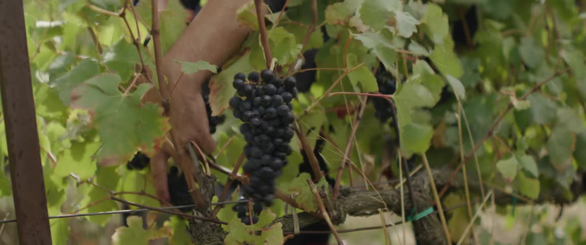 A persons hand picks some bunches of grapes off of a vine