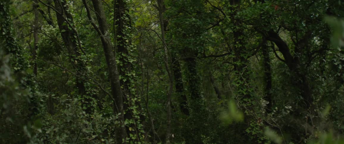 Vine covered trees grow in a dense forest