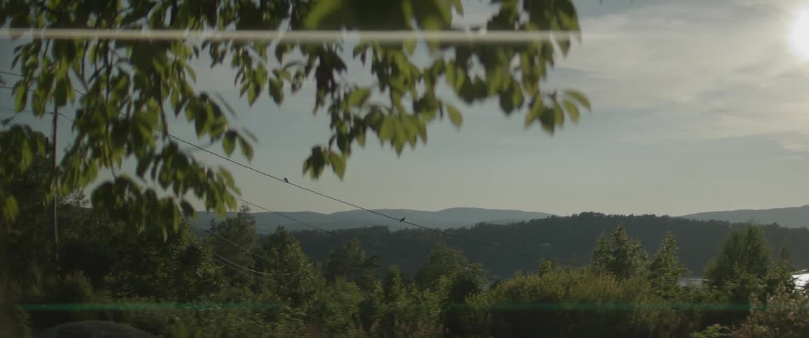 The wind blows the branches in the forest around two birds on a powerline