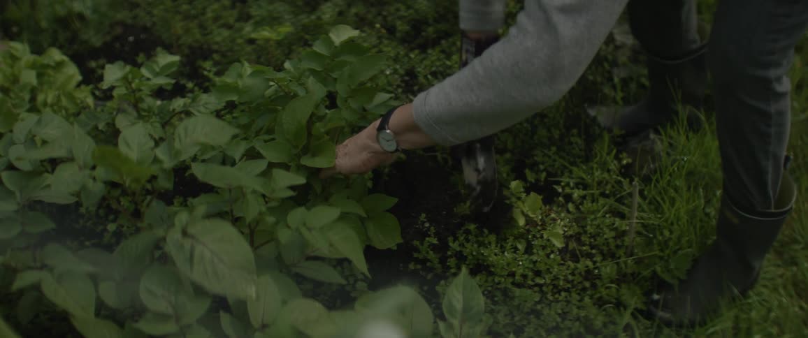 A person in gardening clothes reaches down to tend to a row of plants