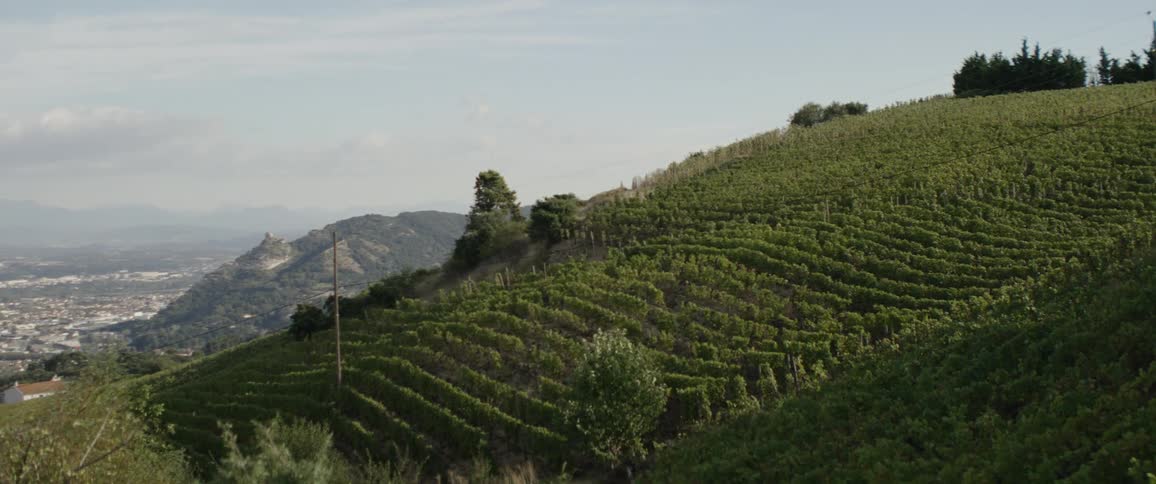 A wide clip of a european vineyard
