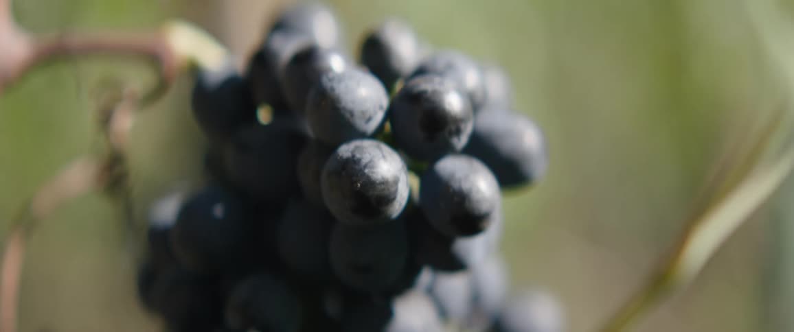 Purple grapes grow on a vine in a vineyard