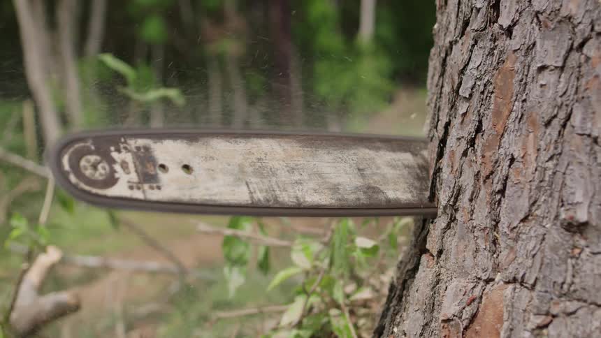 Sawdust flies as a chainsaw cuts into a tree trunk