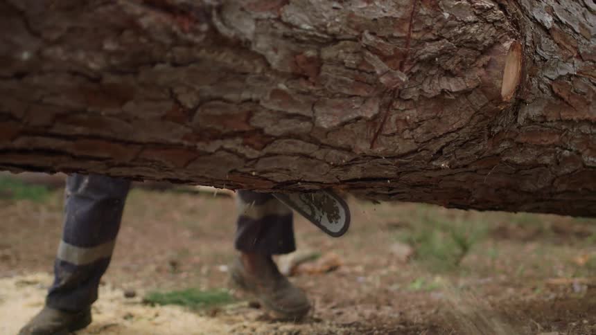 A closeup view of a large tree trunk being cut by a chainsaw