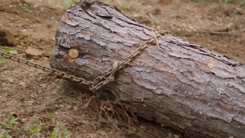 Chain drags a tree trunk through the fallen conifer needles and leaves on the ground
