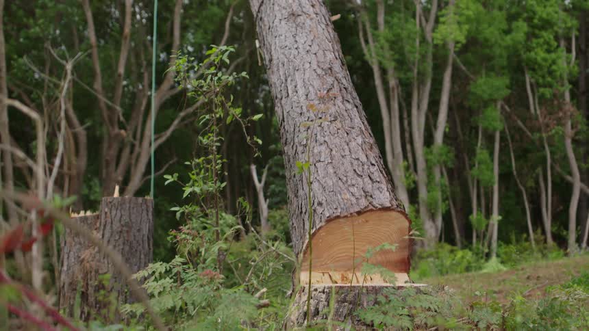 A clip of a person cutting down a tree in the forest