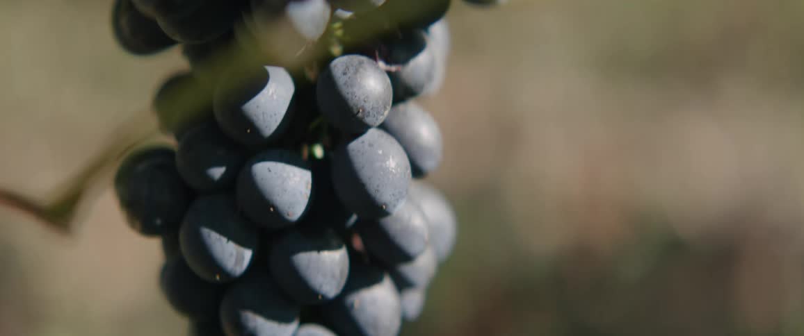 Close up of a bunch of grapes on a tree