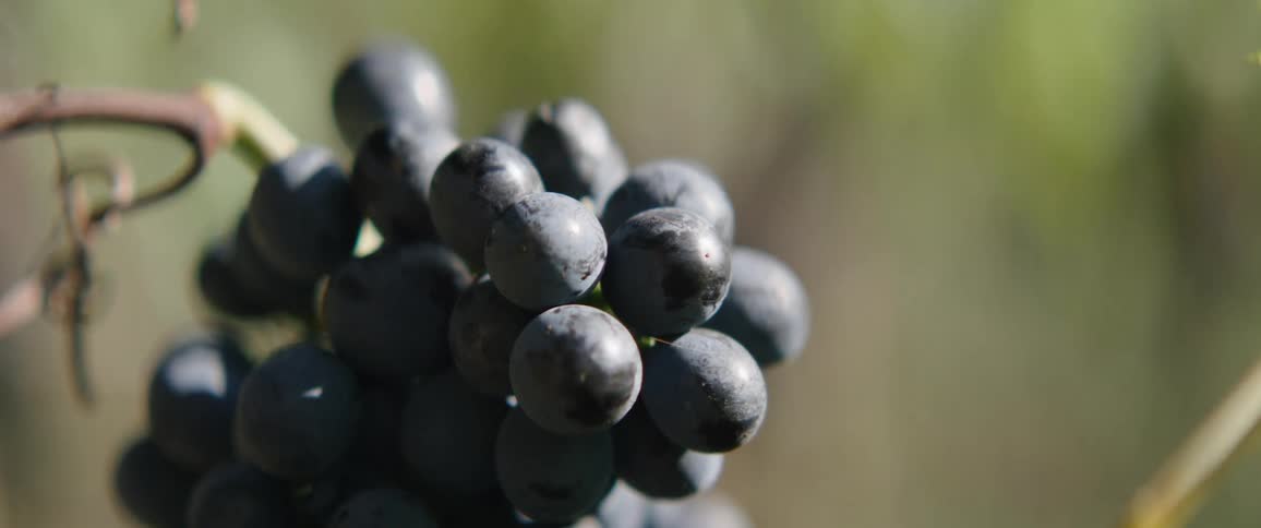 Grapes grow on a leafy vine in a vineyard
