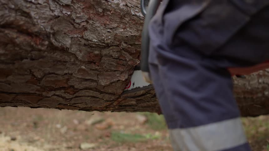 A chainsaw is cutting into the bark of a large tree trunk