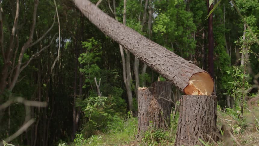Person with safety equipment and a chainsaw cutting a tree in the forest