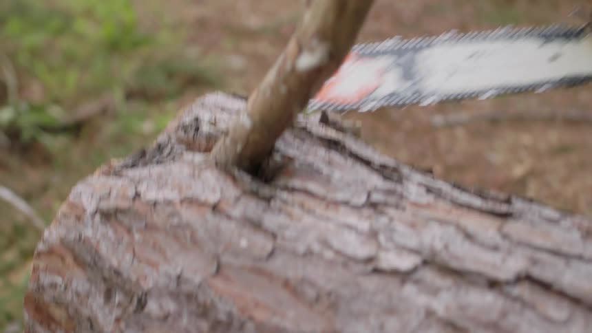 A man is trimming a tree with a chainsaw