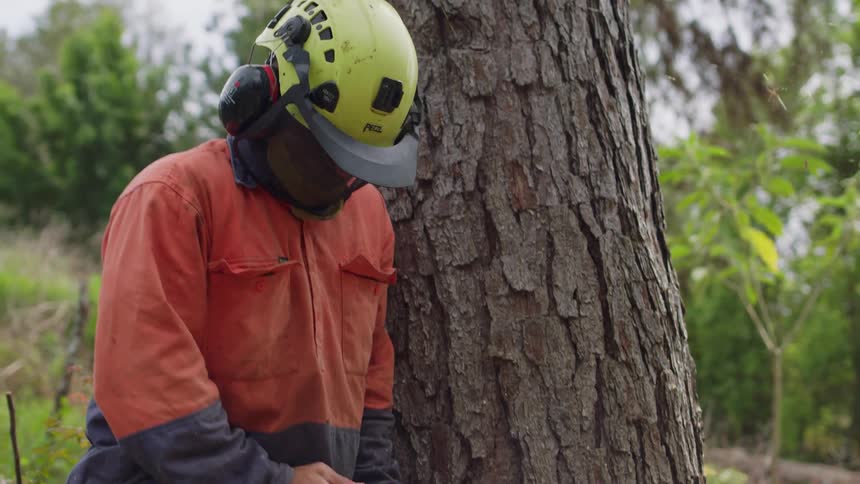 A worker gestures and continues to use a chainsaw on a large tree trunk