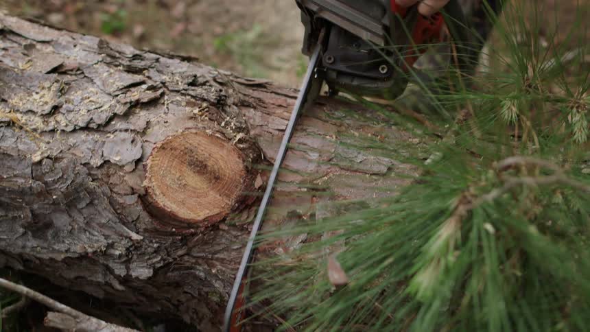 Chainsaw cutting a tree trunk