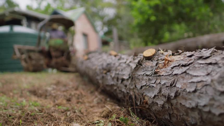A man is dragging a large tree trunk with a tractor