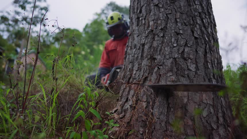 A man is using a chainsaw to cut a tree trunk and he is wearing a yellow helmet