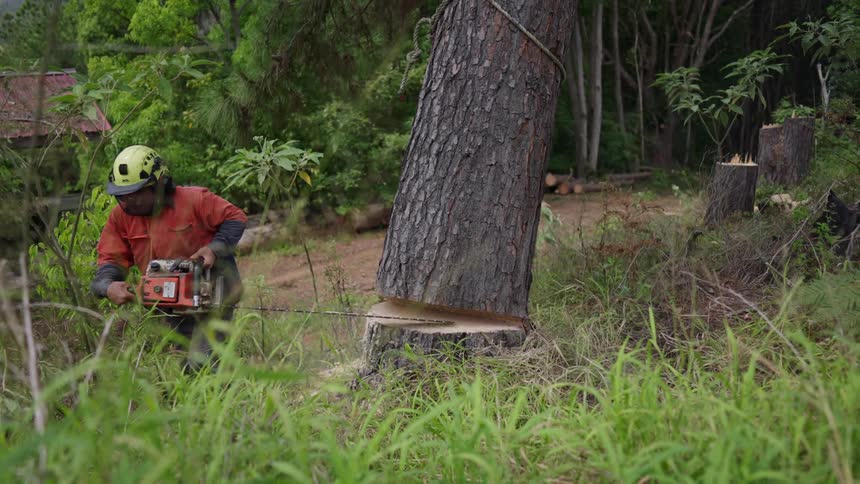 A clip of a person cutting down a tree with a chain saw