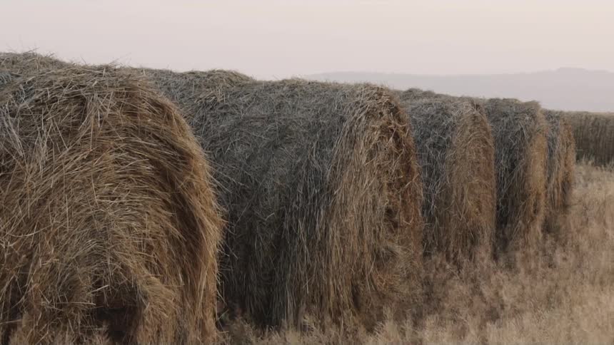 Bales of hay sit in a field on a windy overcast day