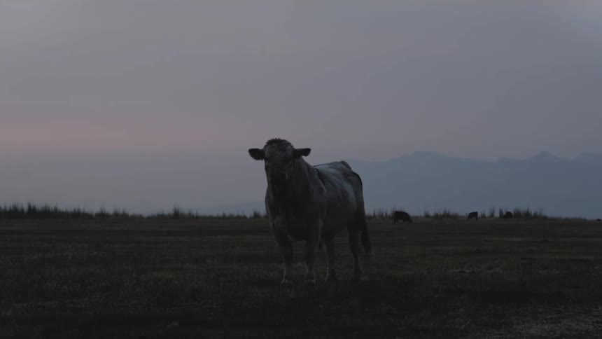 Field with cattle with one highlighted in the front