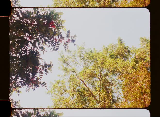 Leaves on several trees in a forest sport fall colors