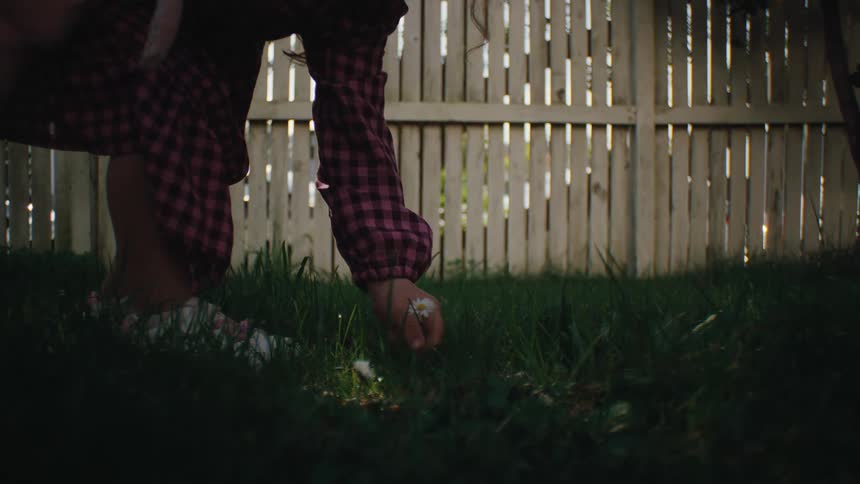 Little child picking daisy flower in a garden in the backyard of a house