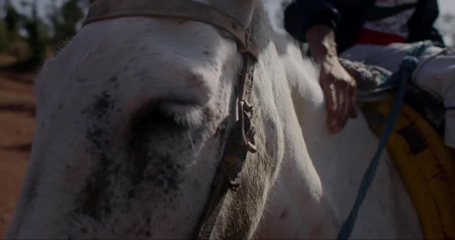 Person on top of a white horse stroking its neck