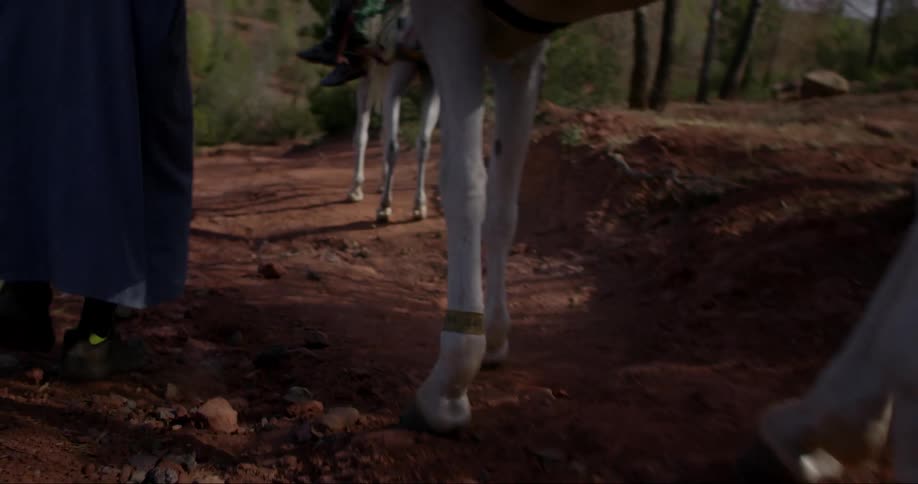 Horse hooves accompanied by a person walking on land surrounded by trees