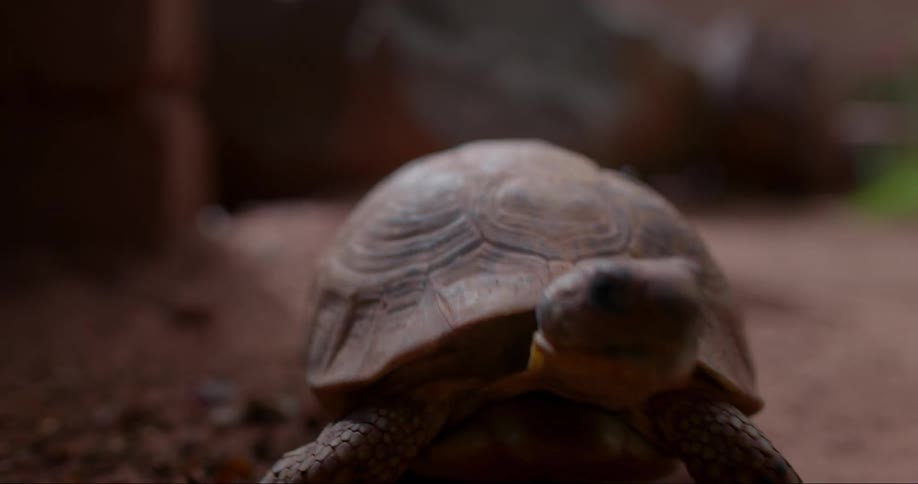 A tortoise slowly walking forward over a dirt surface