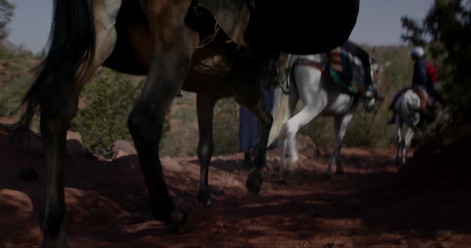 A group of mules walking up a dusty trail with their hooves visible in the foreground