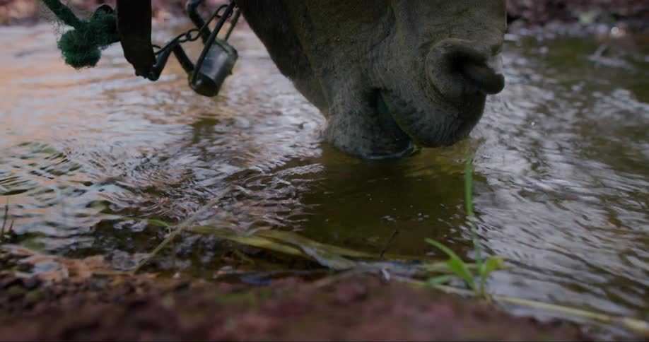 Close up of a horses mouth drinking water from a river