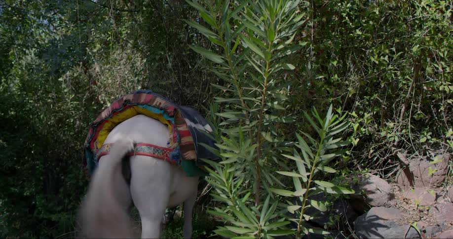 Horse swishes its tail while grazing outdoors near bushes