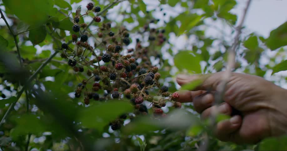 Closeup of an adult picking wild blackberries on a summer day