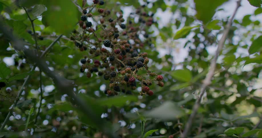 A cluster of ripe blackberries hanging from a bramble bush surrounded by lush green leaves