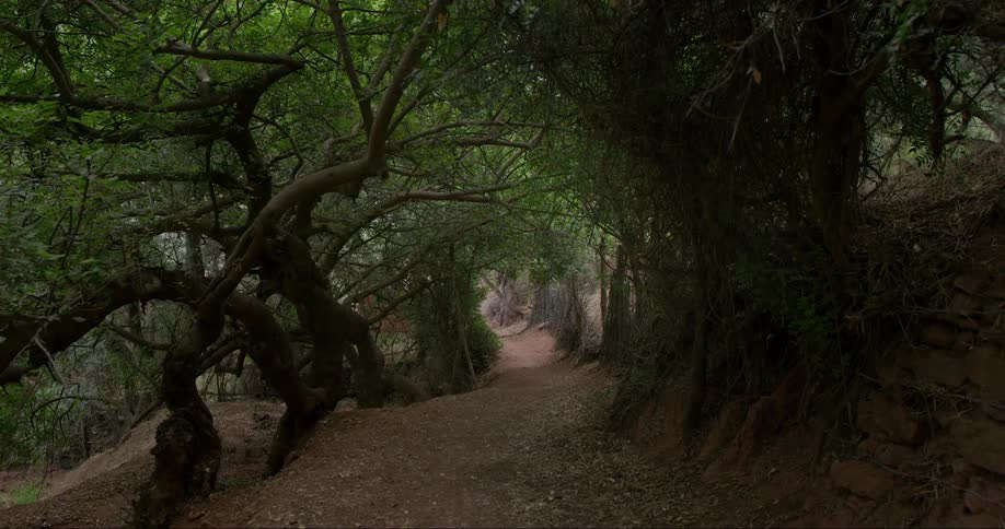 A clip of a narrow path in the forest