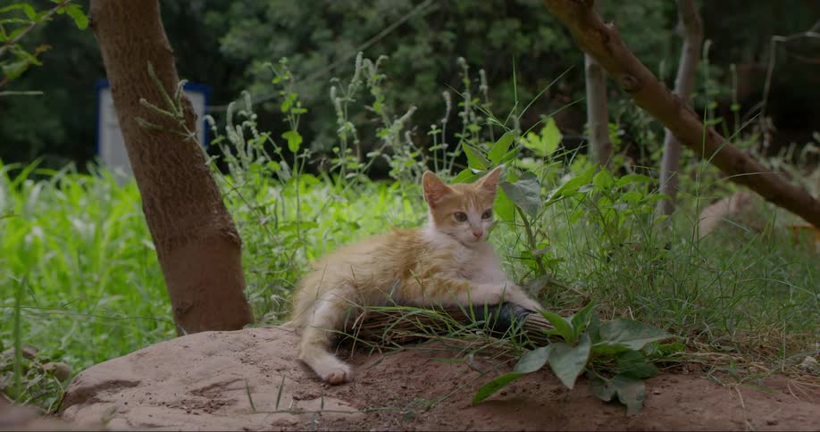Cat lying on a small rock next to grass