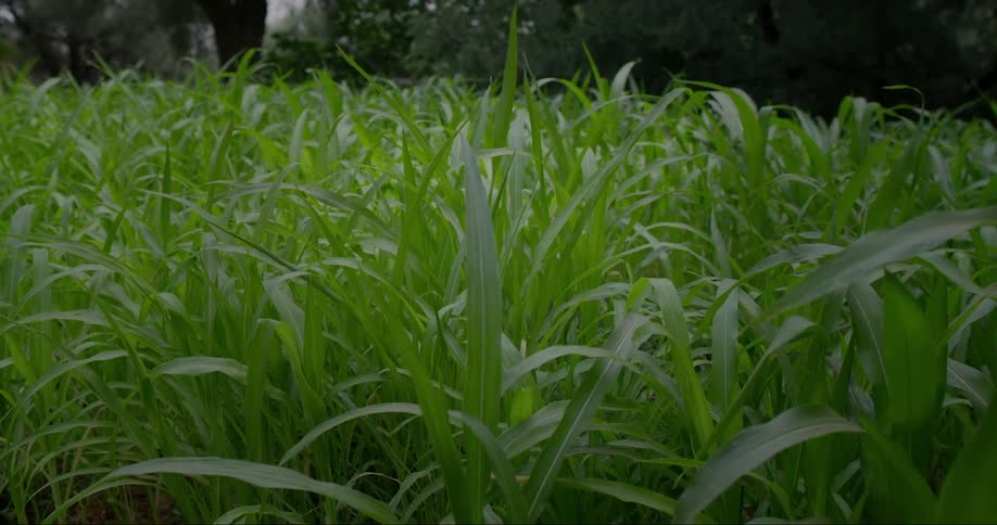 A close up view shows a dense field of green grass