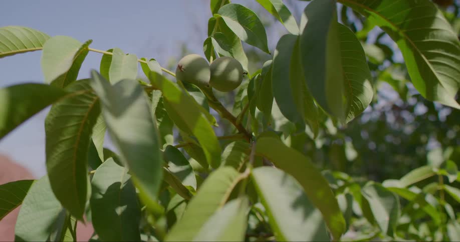 A walnut tree branch with light green leaves and a few small light green nuts