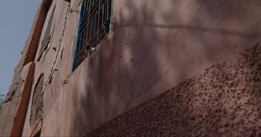 A cat looking out of a window on a weathered brown building with a blue metal grate