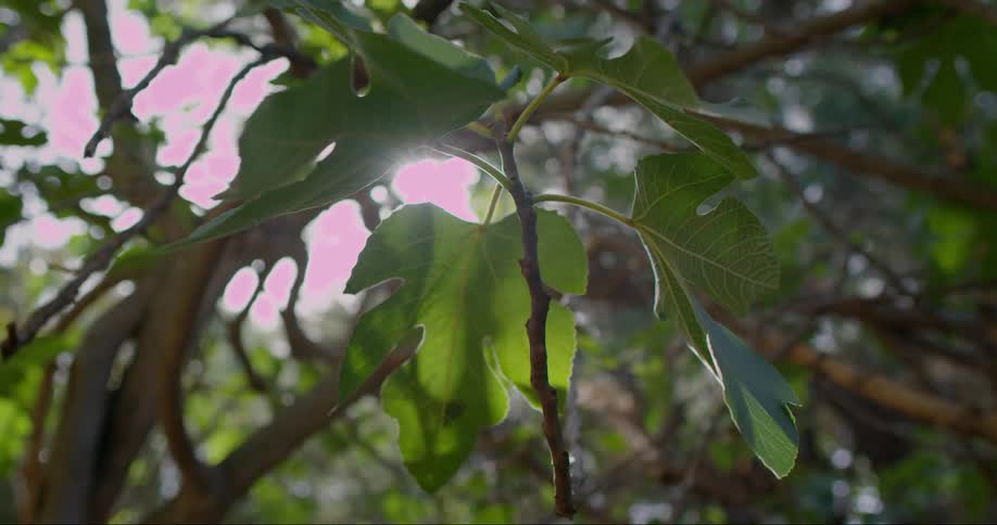 Sunlight peeks through the leaves of a tall tree