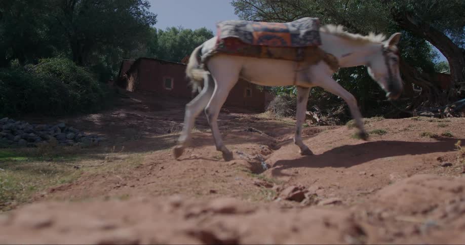 Two horses walking in a natural area