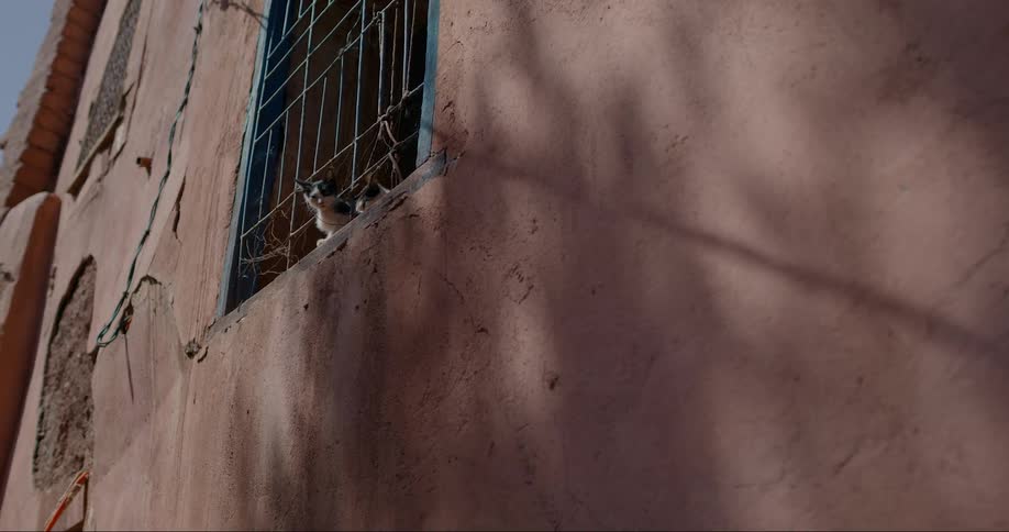 Two cats look out window covered by a rough metal grill