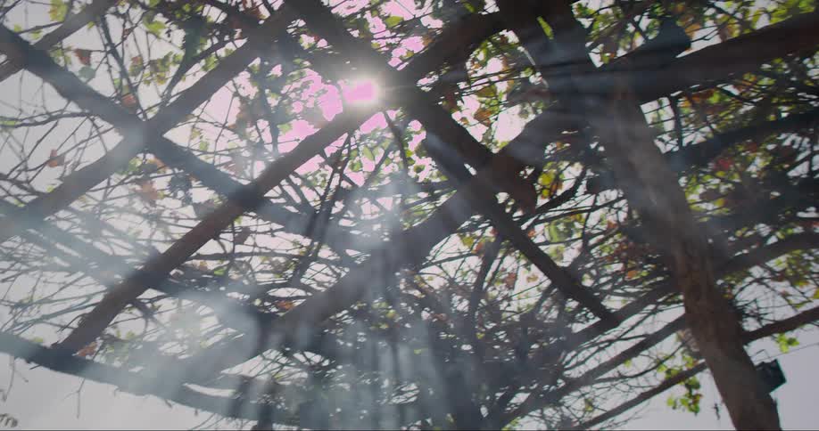 Sunlight filters through wooden beams and branches casting rays of light and shadow over whisps of smoke