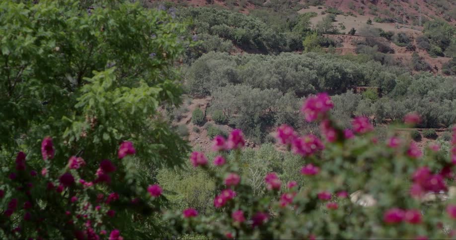 Trees and sparse vegetation in a field with pink flowers in the foreground