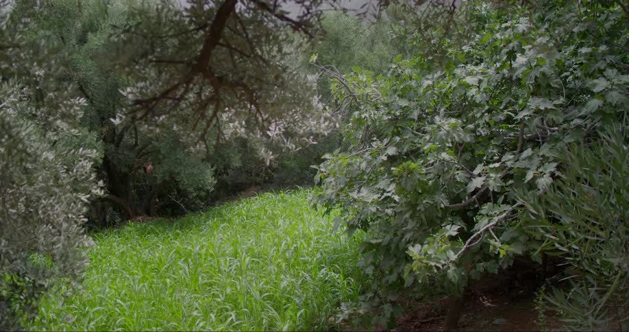 A clip of a forest