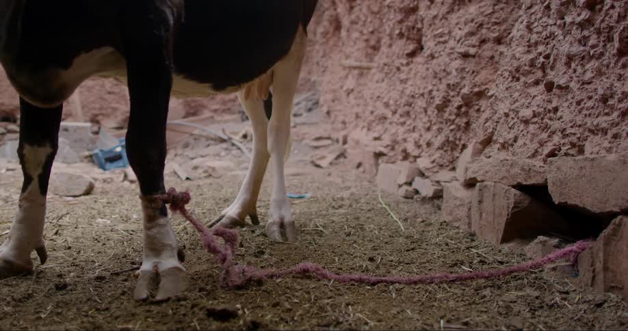 A cows legs tied with a rope standing in a dirt enclosure with a mud brick wall in the background