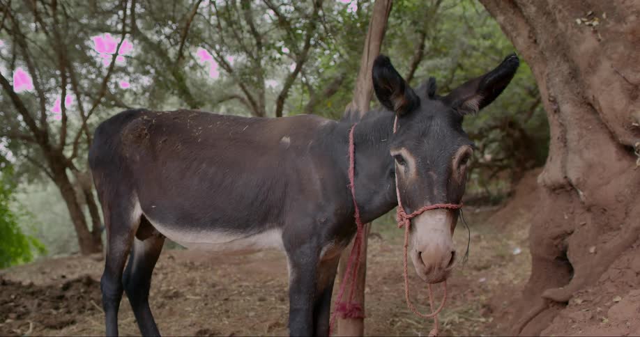 A donkey is tethered to a tree
