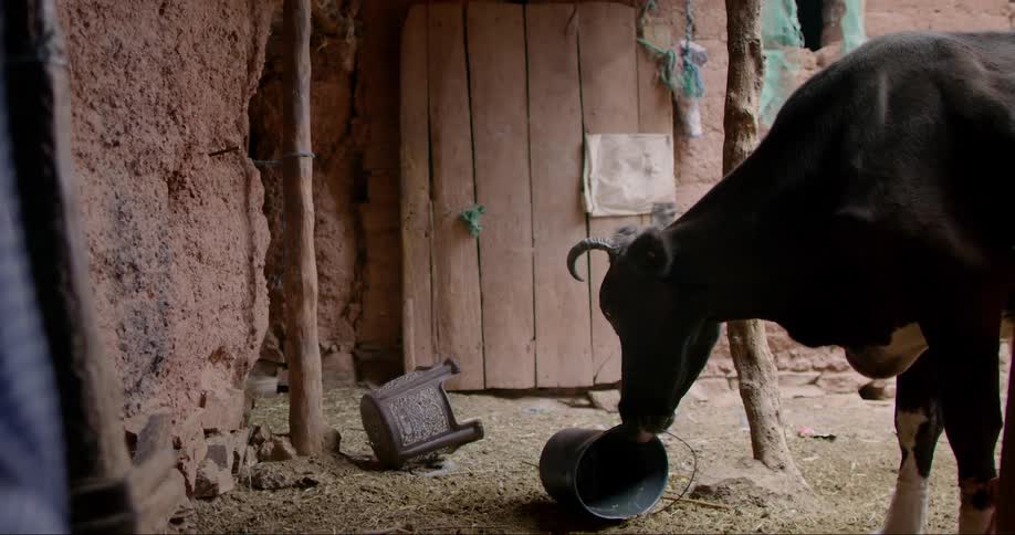 A cow inside a rustic barn or shed chewing a metal bucket on the ground